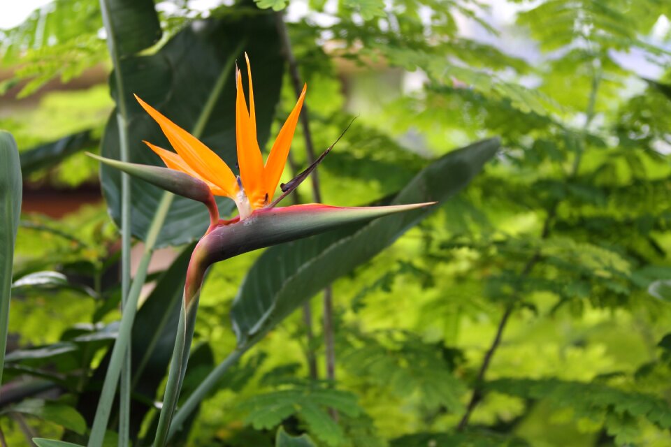 Summer outdoor bird of paradise