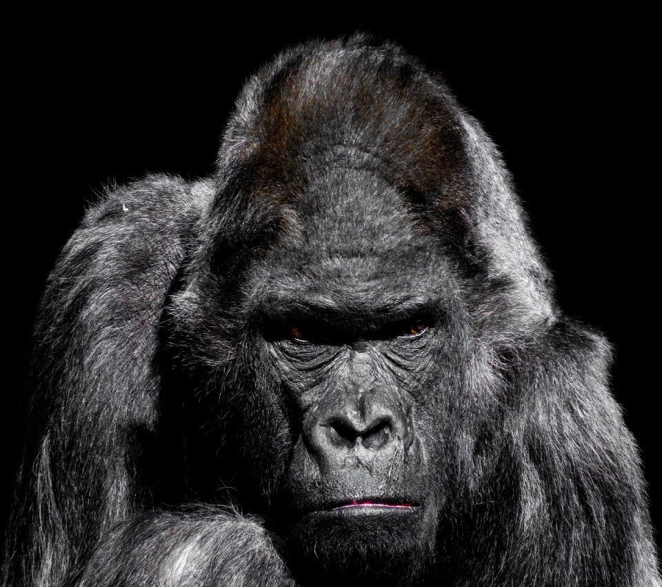 Zoo silverback grim