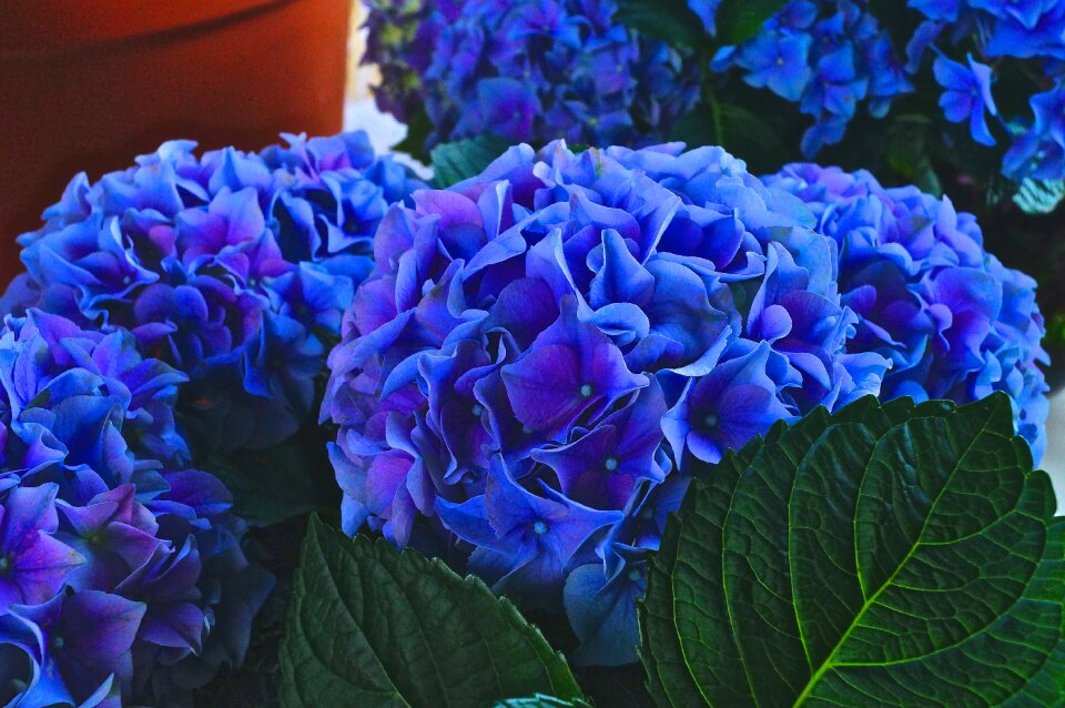 Garden color hydrangea