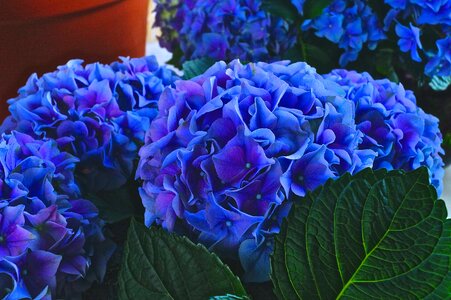 Garden color hydrangea photo