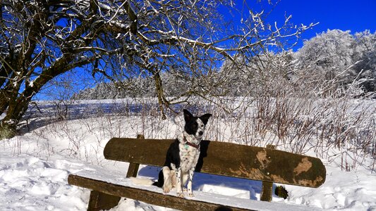 Winter snow dog