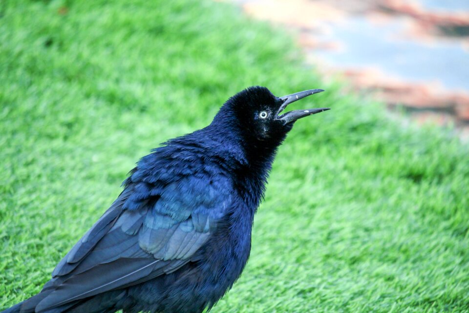 Animal wildlife black