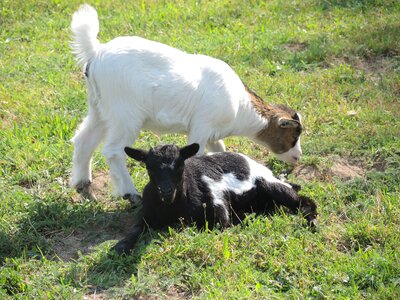 Dwarf goat animals black white