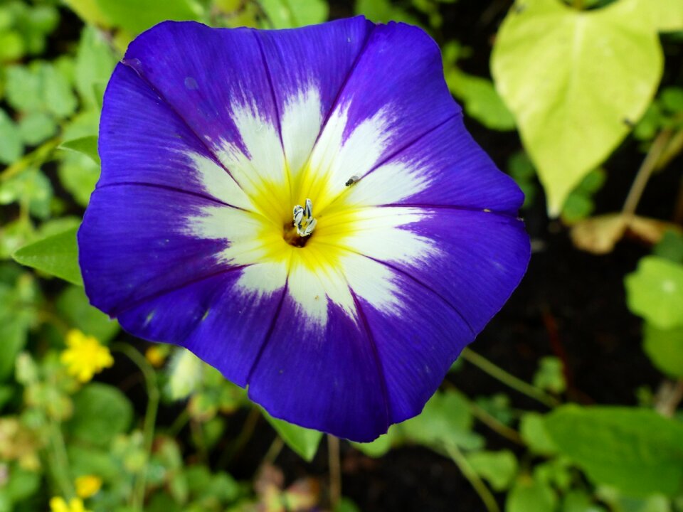 Summer plant flowers