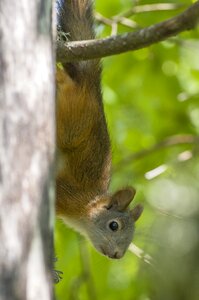 Wood mammal squirrel photo