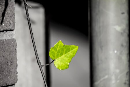 City green green leaf plant