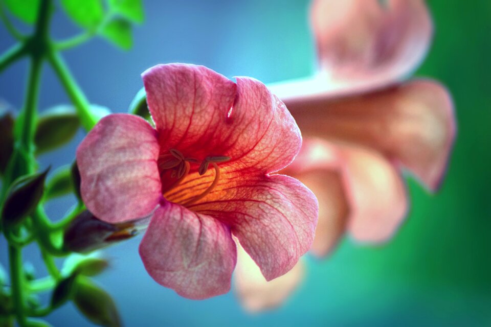 Garden nature trumpet