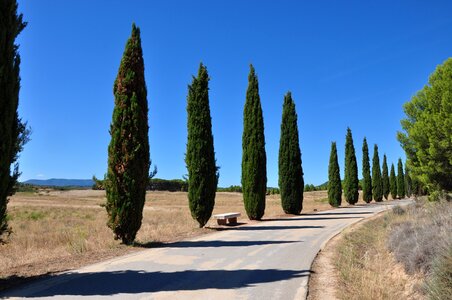 Landscape cypress sky photo