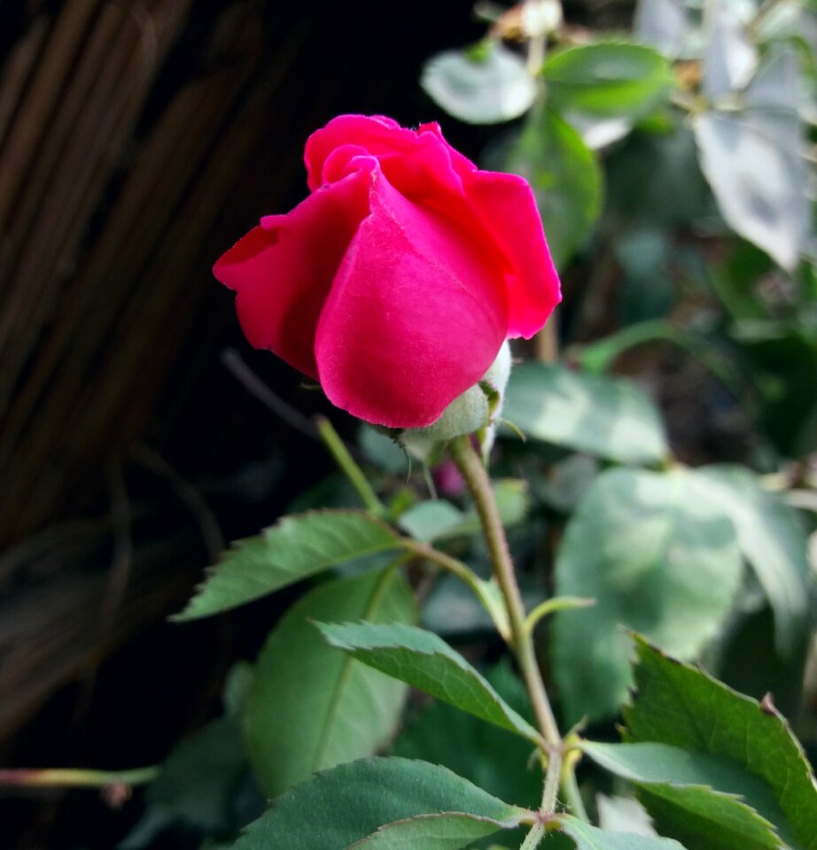 Nature garden petal