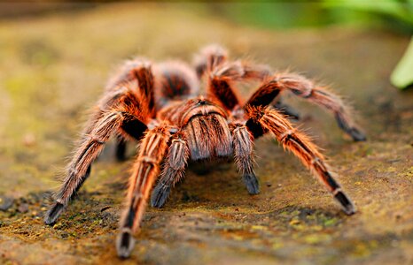 Scary arachnid fear photo