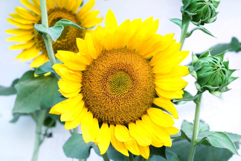 Leaf summer sunflower