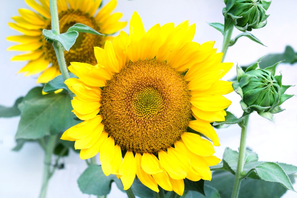 Leaf summer sunflower photo