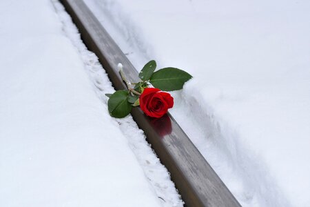 Lost love winter snowy