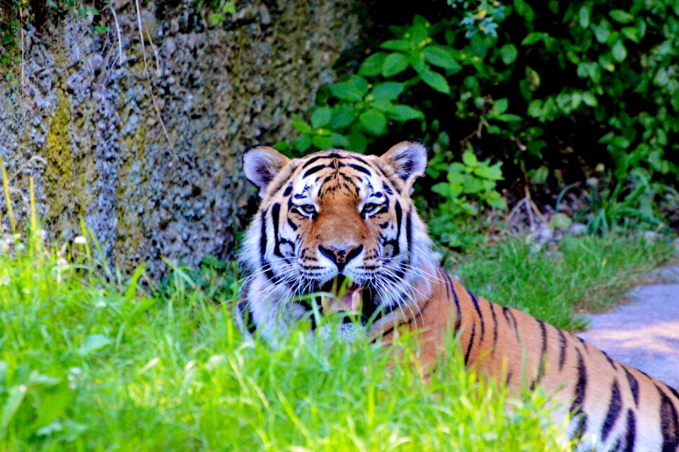 Tiergarten zoo tierpark hellabrunn