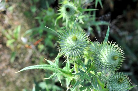 Shrubs nature prickly wild flower photo