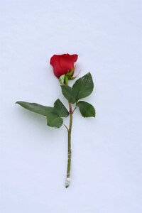 Snowy romantic cold