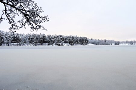 Tree frozen frost photo