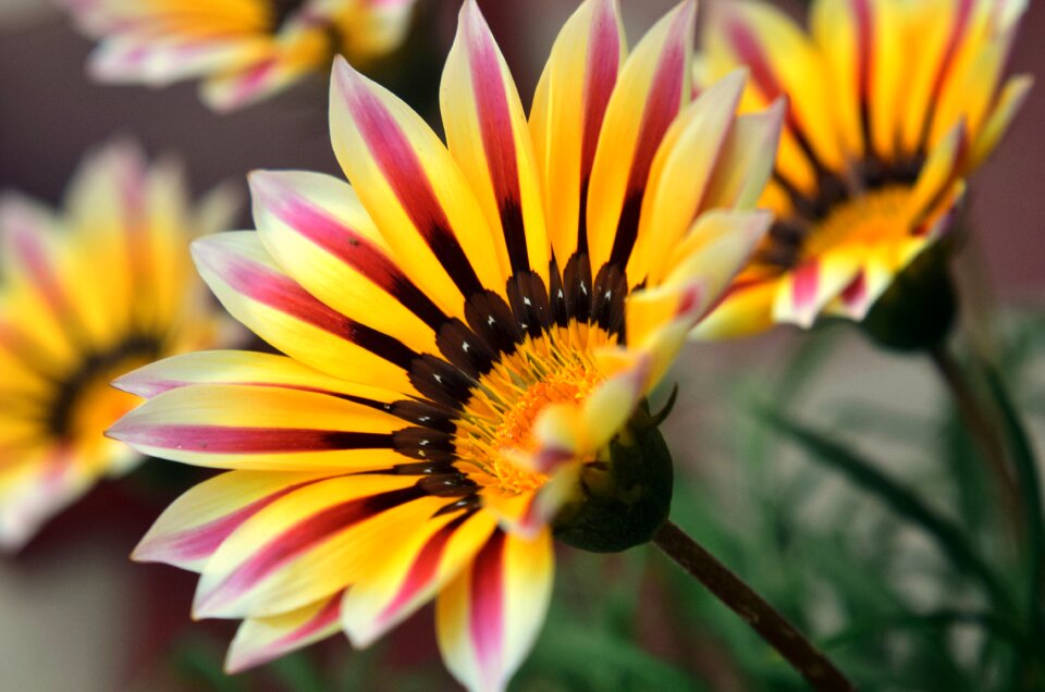 Flora garden gerbera