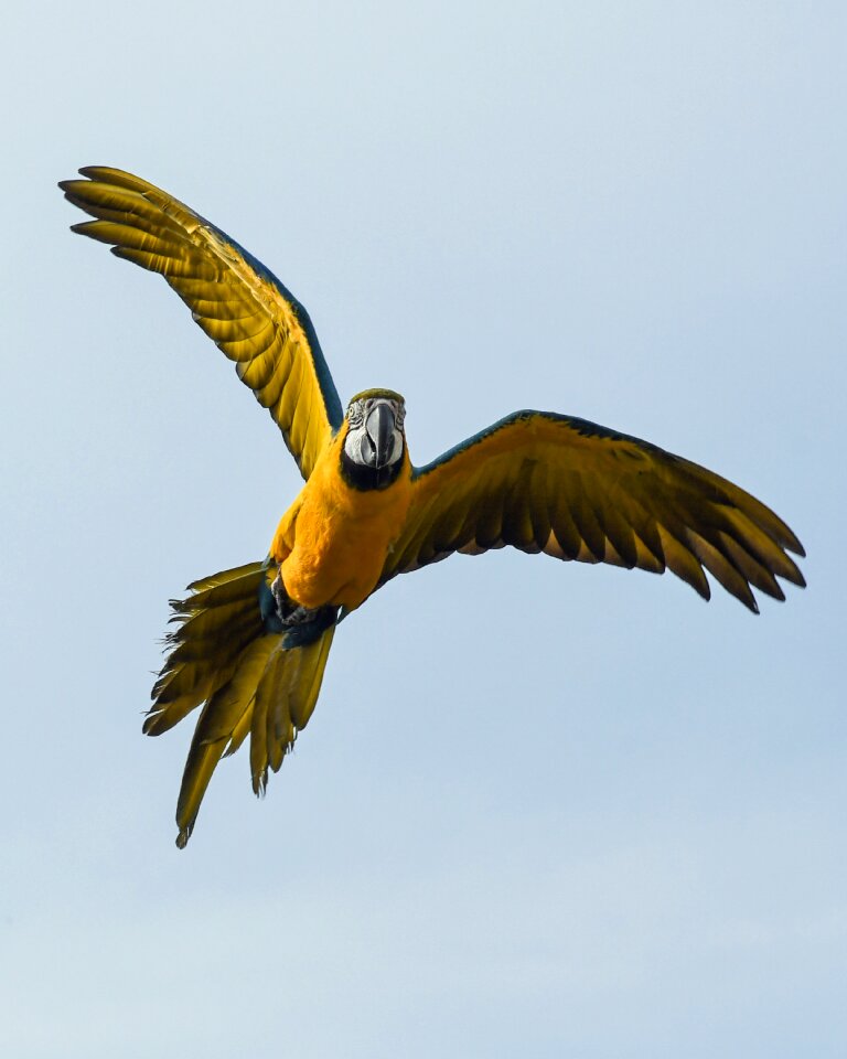 Bird wing sky