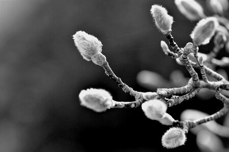 Bloom winter tree photo