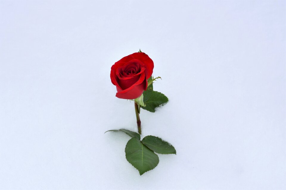 Snowy romantic cold