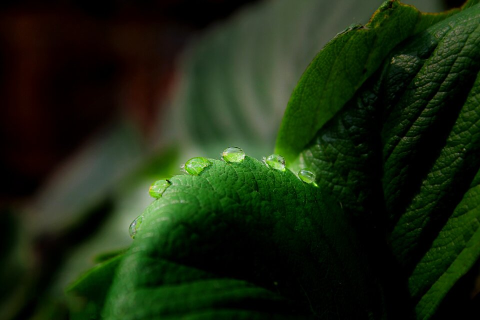 Water drop green nature