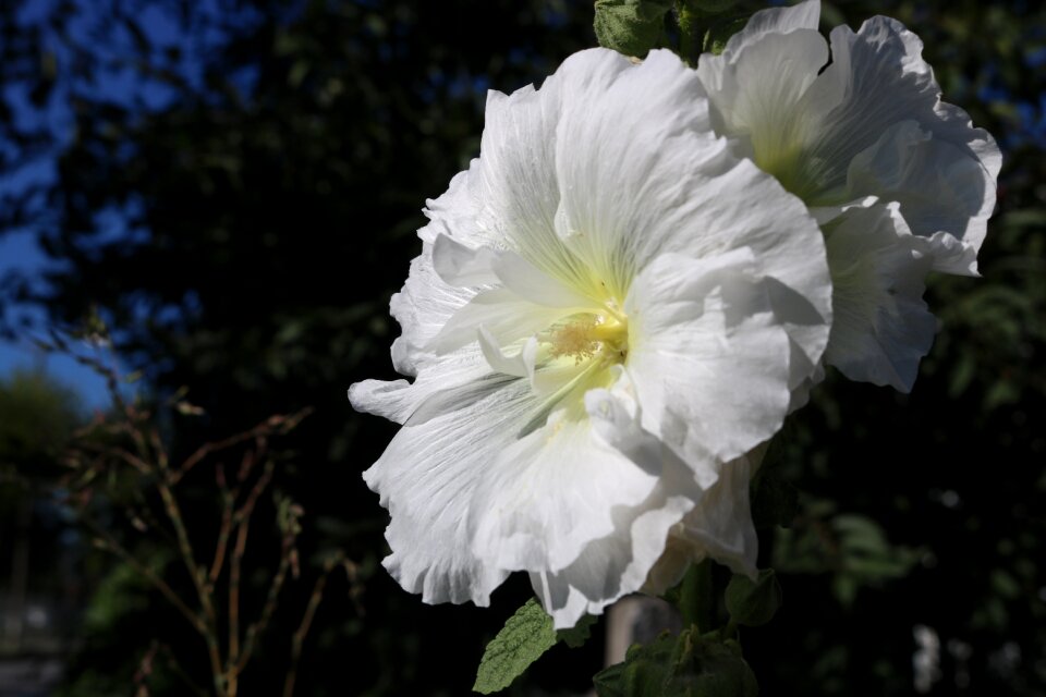 White flower rose