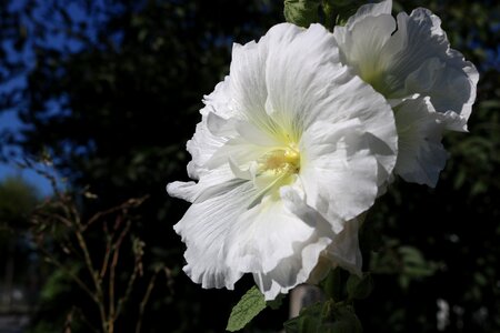 White flower rose
