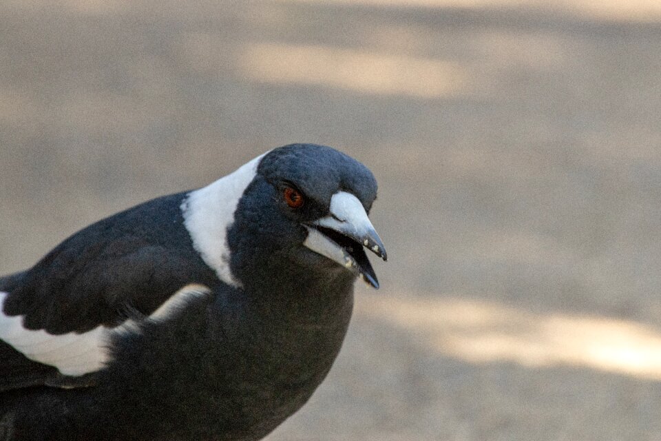 Nature animal outdoors