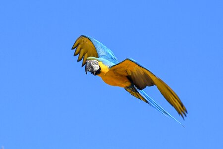 Bird wing sky photo