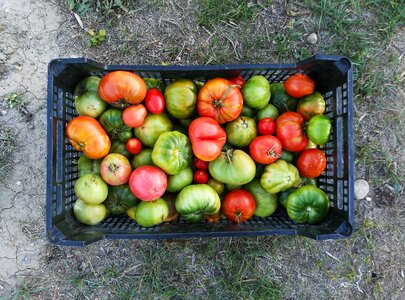 Cultivation orchard huerta