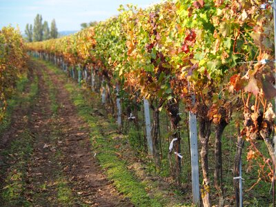 Wine grapes plant