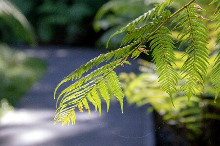 Outdoors summer fern