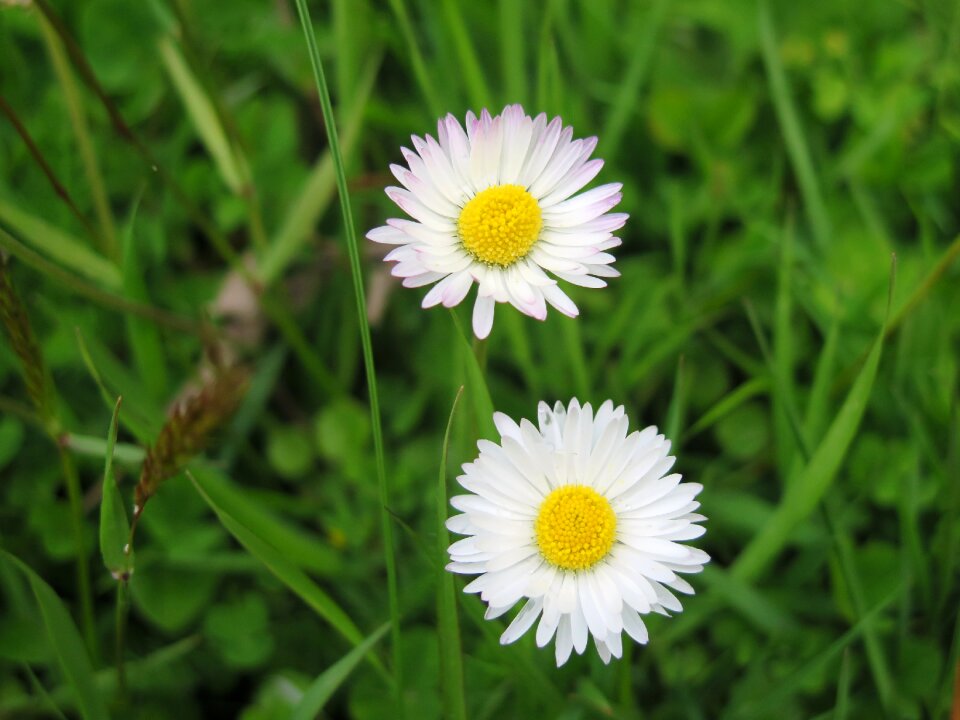 Grass field daisy