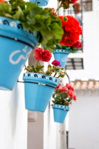 Flower flowerpot summer photo