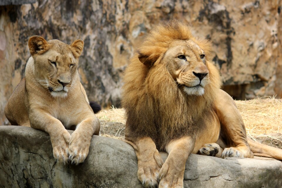Animal world big cat lion's mane photo