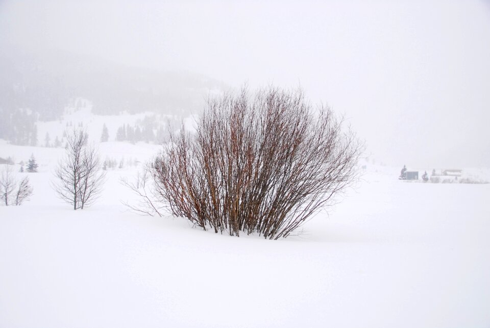 Cold winter nature