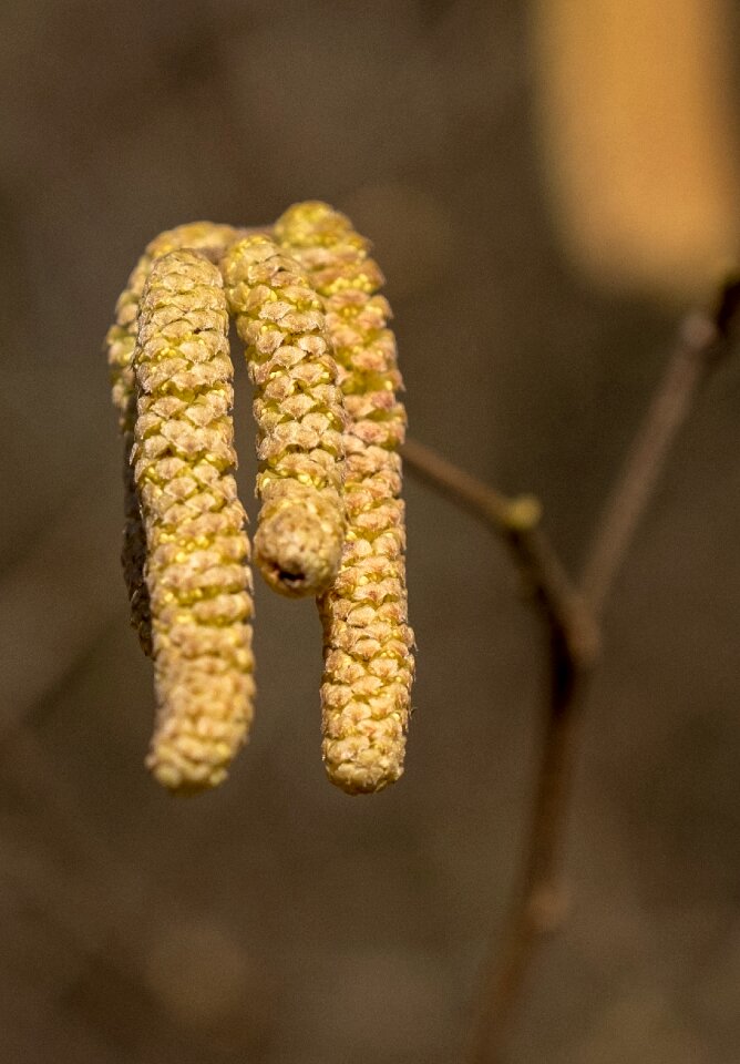 Tree engine branch