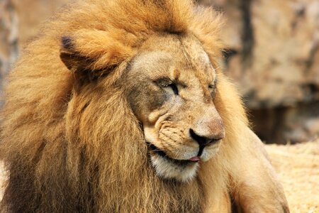 Wildcat lion's mane king