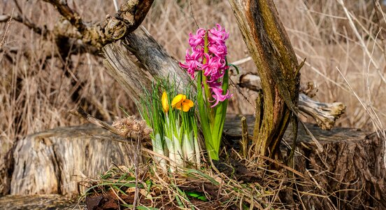 Early bloomer reed tree stump