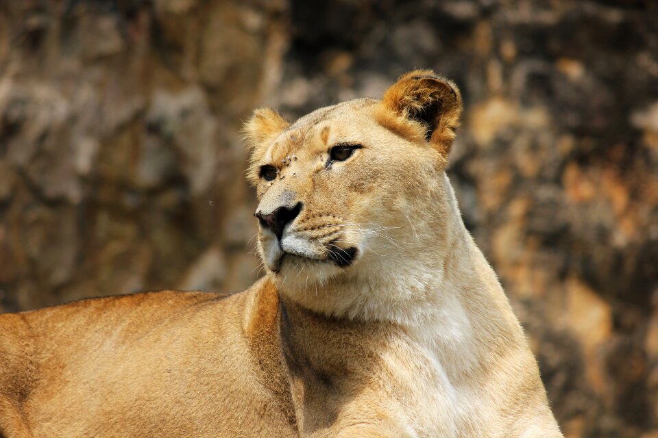 Big cat female lioness