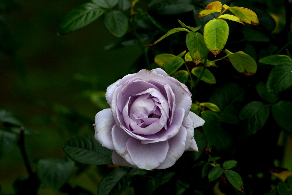 Nature floral plant