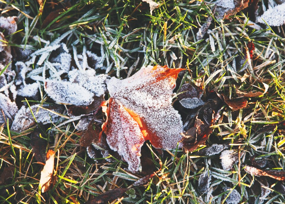 Ground leaves frost