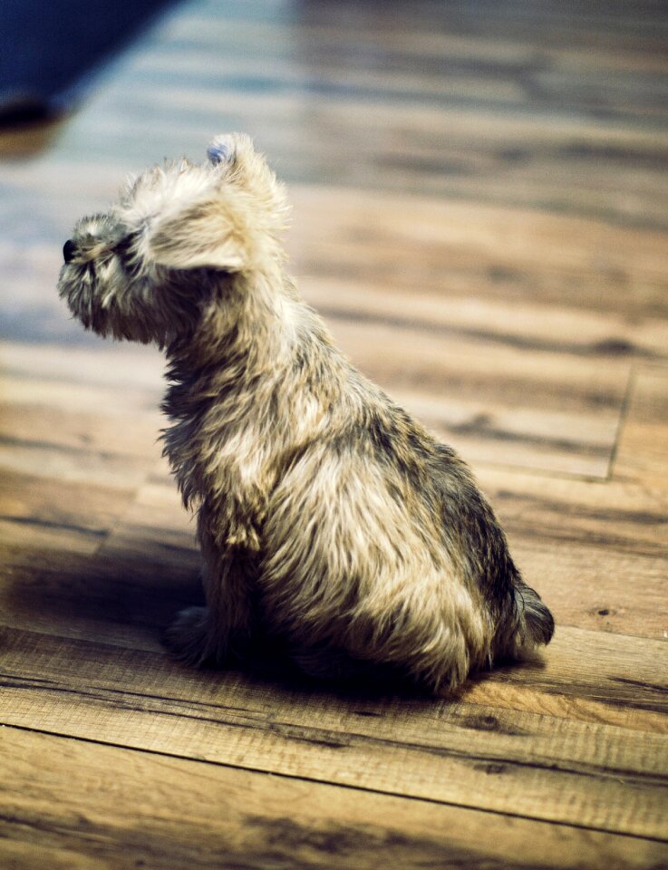 Puppy animal brown puppy