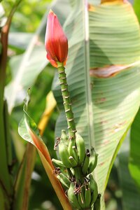 Blossom bloom banana plant