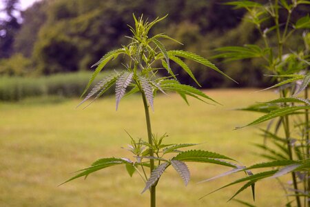 Marijuana drug herb photo