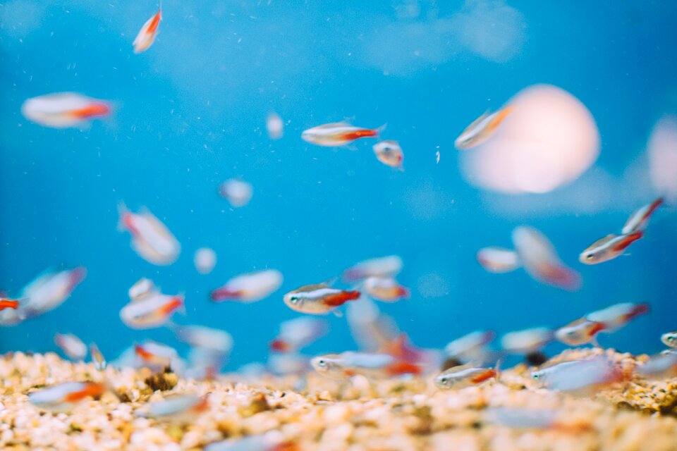 Aquarium water blue fish