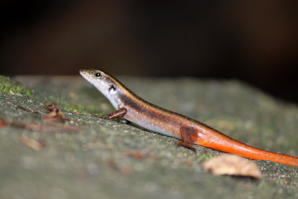 Reptile lizard salamander