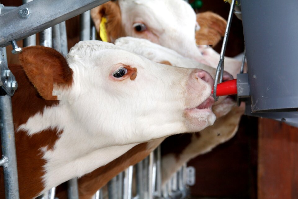 Cow milk portrait