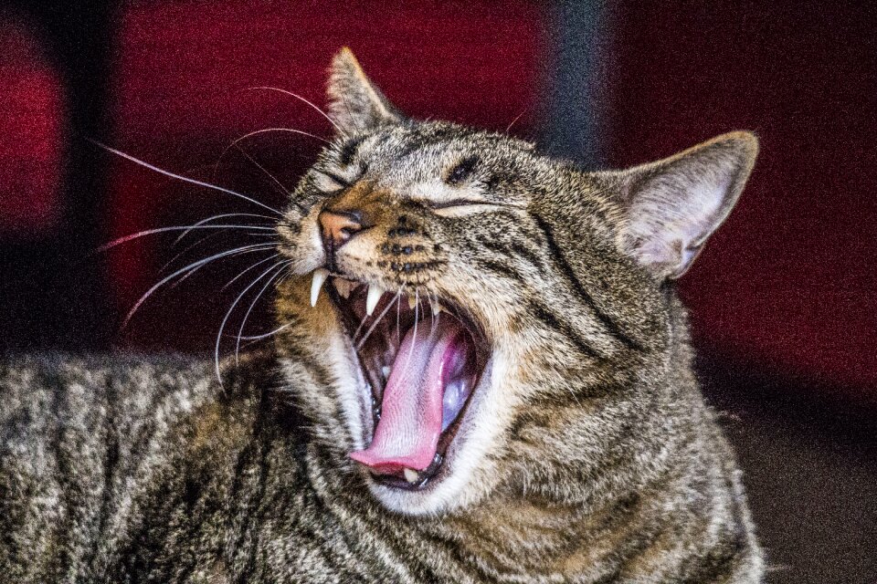 Yawning feline mouth